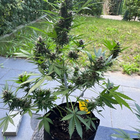 Do-Si-Dos Automatic growlog timeline photo