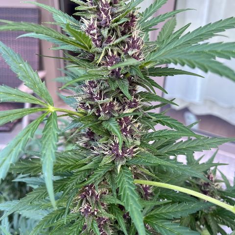 Do-Si-Dos Automatic growlog timeline photo