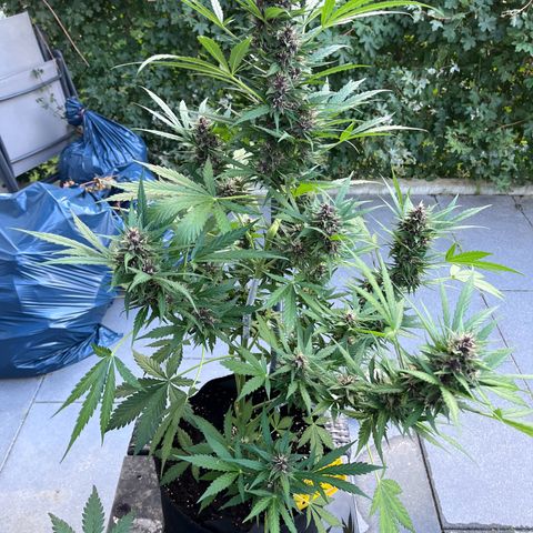 Do-Si-Dos Automatic growlog timeline photo