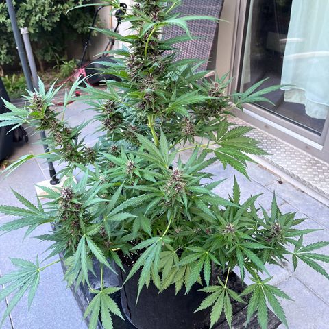 Do-Si-Dos Automatic growlog timeline photo