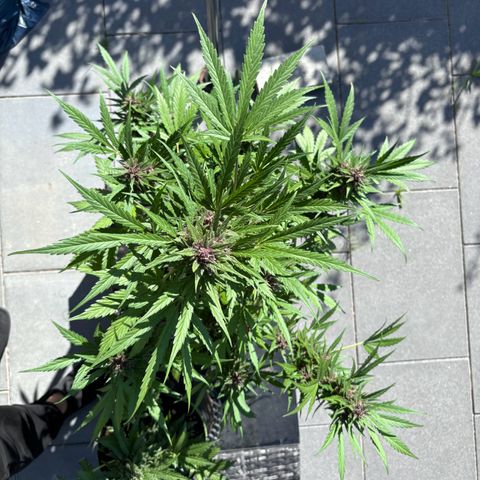 Do-Si-Dos Automatic growlog timeline photo