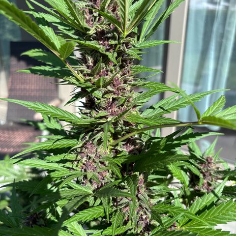 Do-Si-Dos Automatic growlog timeline photo