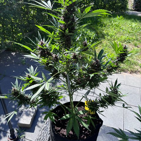 Do-Si-Dos Automatic growlog timeline photo