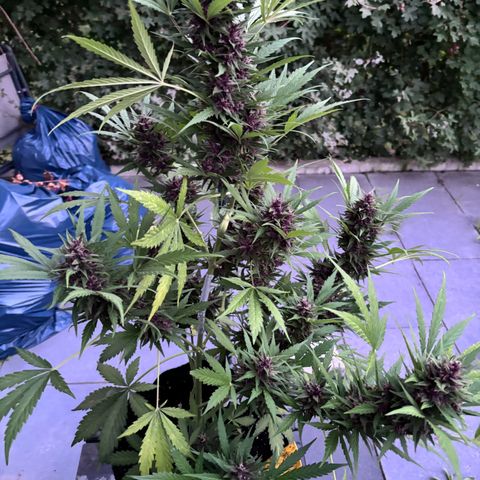 Do-Si-Dos Automatic growlog timeline photo