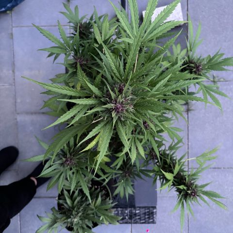 Do-Si-Dos Automatic growlog timeline photo