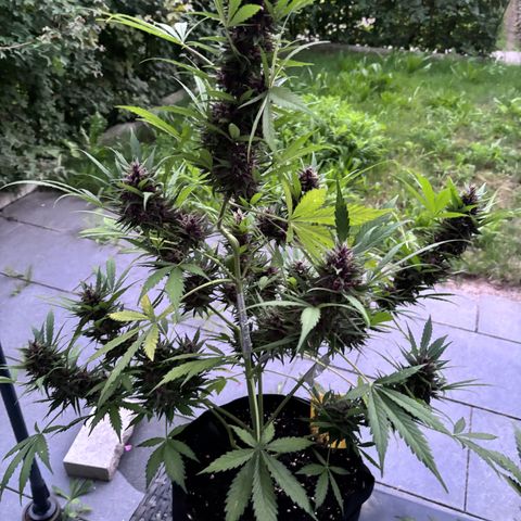 Do-Si-Dos Automatic growlog timeline photo