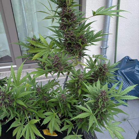Do-Si-Dos Automatic growlog timeline photo