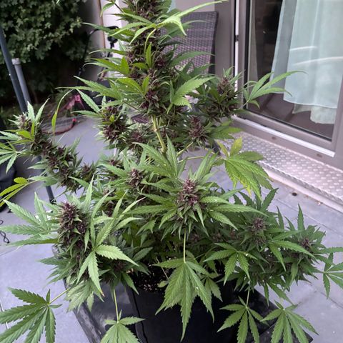 Do-Si-Dos Automatic growlog timeline photo