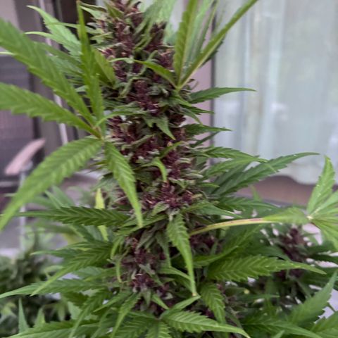 Do-Si-Dos Automatic growlog timeline photo