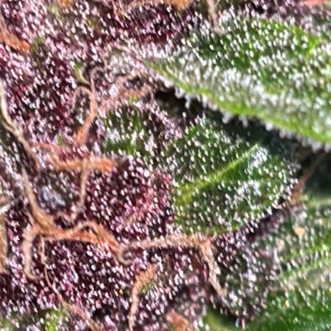 Do-Si-Dos Automatic growlog timeline photo