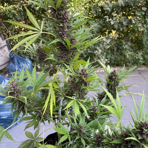Do-Si-Dos Automatic growlog timeline photo