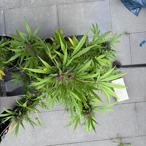 Do-Si-Dos Automatic growlog photo: Einen Tag vor der Ernte