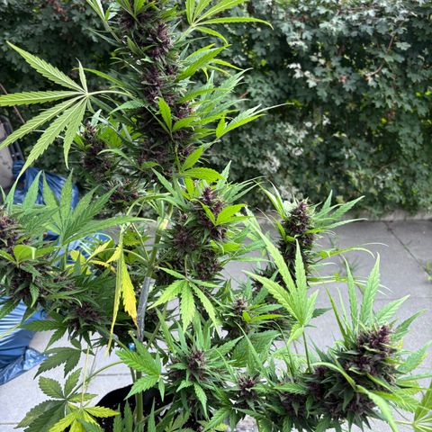 Do-Si-Dos Automatic growlog photo: Einen Tag vor der Ernte
