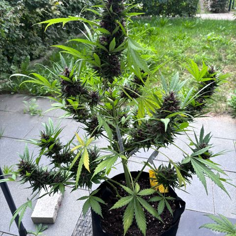 Do-Si-Dos Automatic growlog photo: Einen Tag vor der Ernte