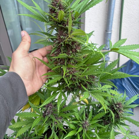 Do-Si-Dos Automatic growlog photo: Einen Tag vor der Ernte