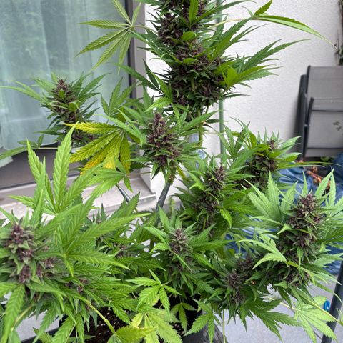 Do-Si-Dos Automatic growlog photo: Einen Tag vor der Ernte