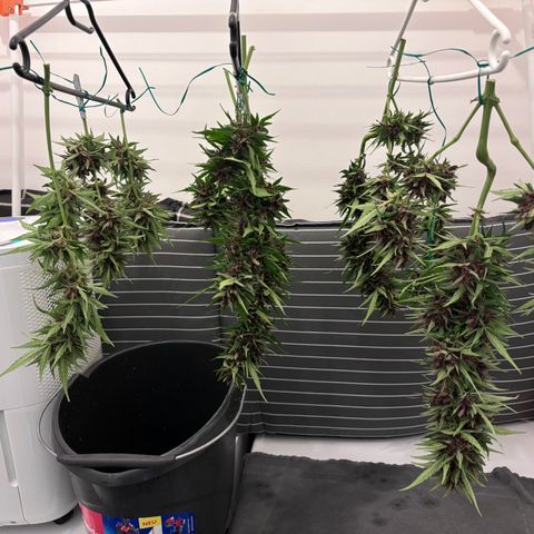 Do-Si-Dos Automatic growlog timeline photo