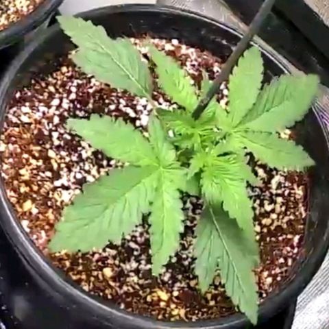 Hindu Kush (Heirloom) growlog timeline photo