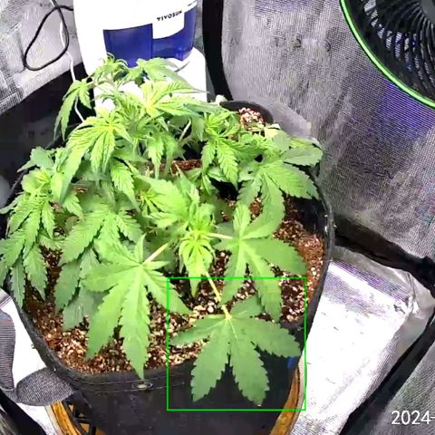 Hindu Kush (Heirloom) growlog timeline photo