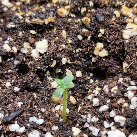 Godfather OG growlog timeline photo