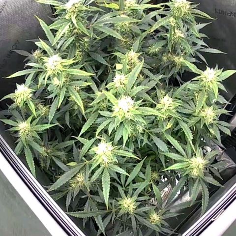 Hindu Kush (Heirloom) growlog timeline photo