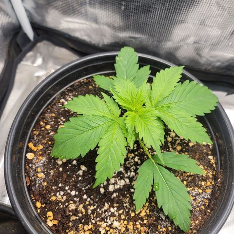 Godfather OG growlog timeline photo