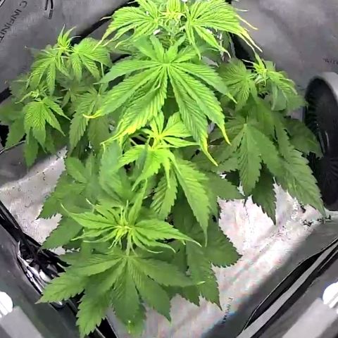 Godfather OG growlog timeline photo