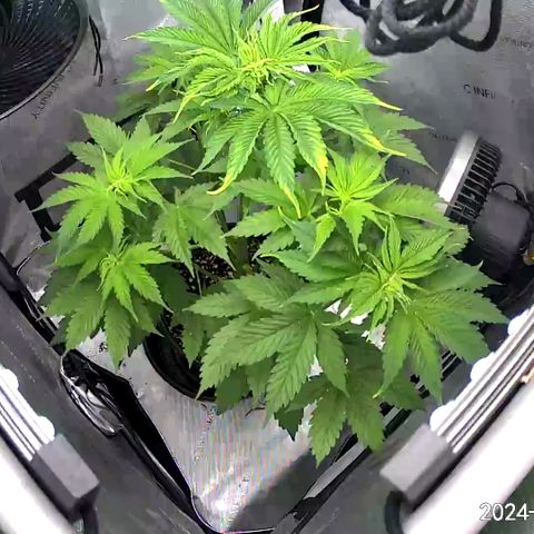 Godfather OG growlog timeline photo