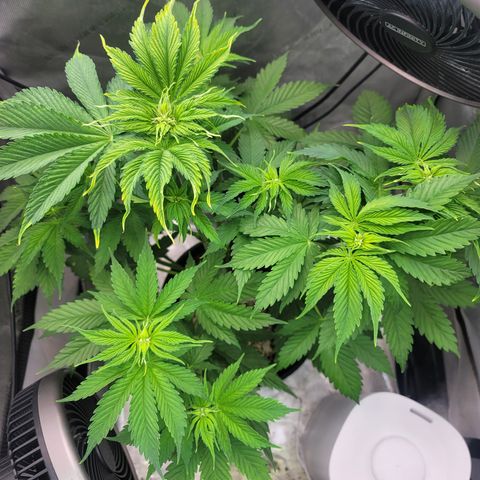 Godfather OG growlog timeline photo