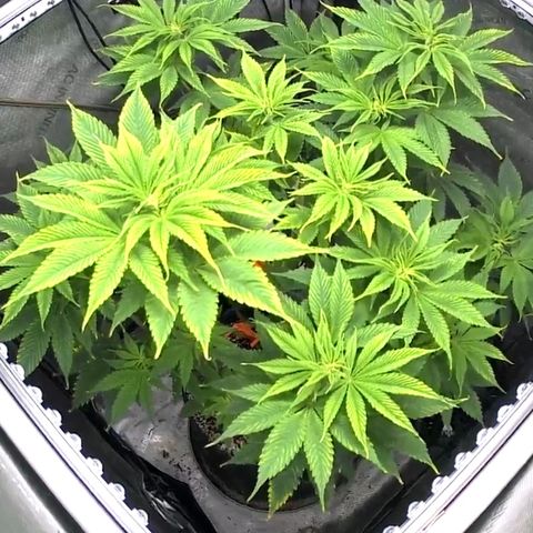 Godfather OG growlog timeline photo