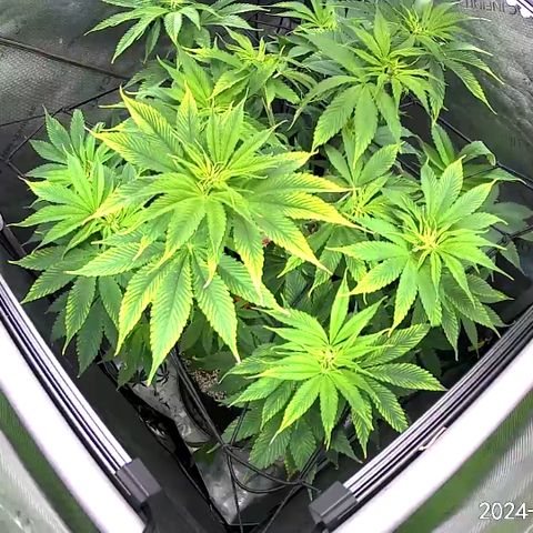 Godfather OG growlog timeline photo