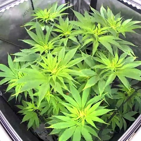 Godfather OG growlog timeline photo
