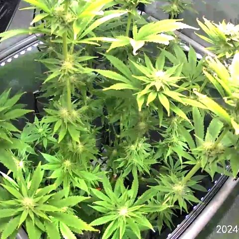 Godfather OG growlog timeline photo