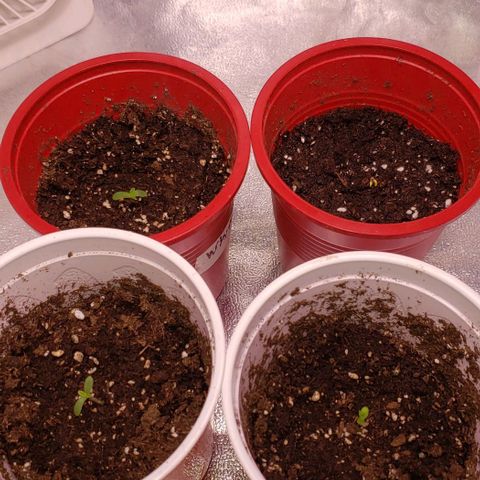 Gorilla Glue growlog timeline photo