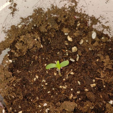 Gorilla Glue growlog timeline photo