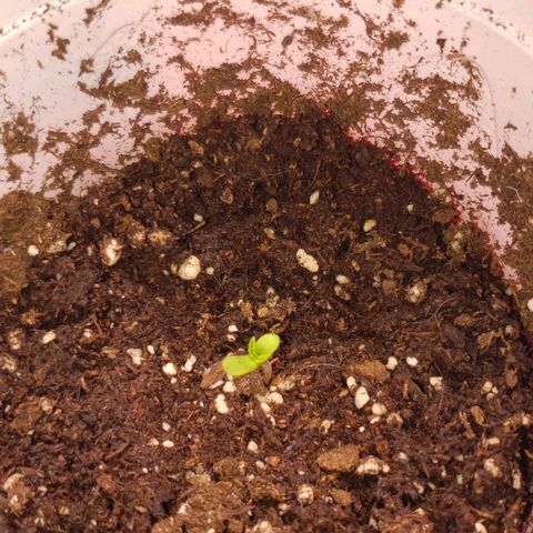 Blueberry growlog timeline photo