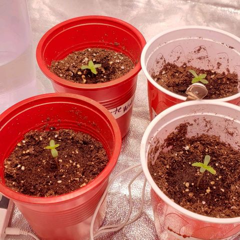 Gorilla Glue growlog timeline photo