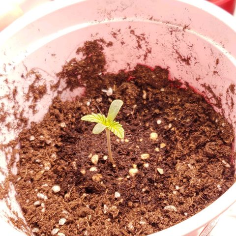 Blueberry growlog photo: mas alta
