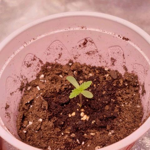 Gorilla Glue growlog timeline photo