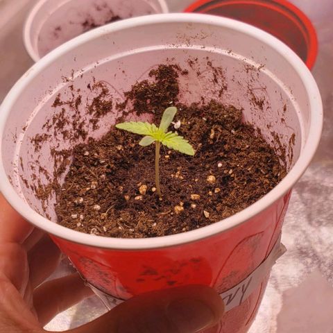 Blueberry growlog timeline photo