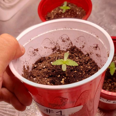 Gorilla Glue growlog timeline photo