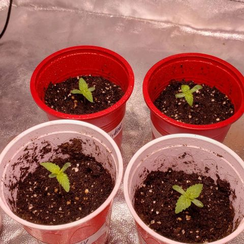 Gorilla Glue growlog timeline photo
