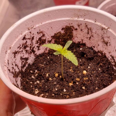 Blueberry growlog timeline photo