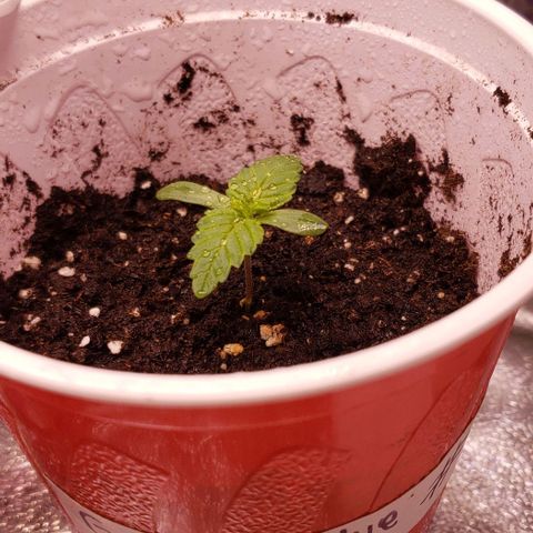 Gorilla Glue growlog timeline photo
