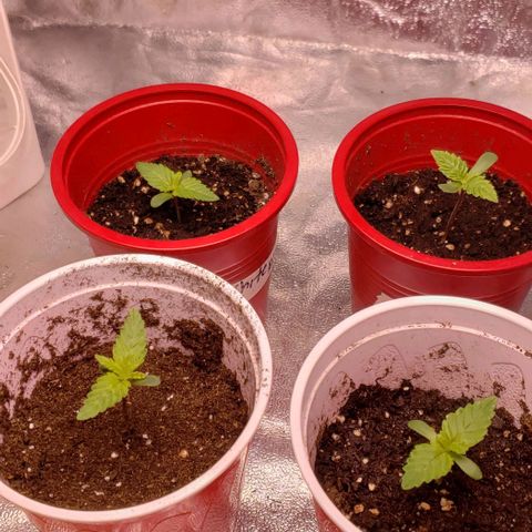 Gorilla Glue growlog timeline photo