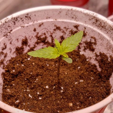 Blueberry growlog timeline photo
