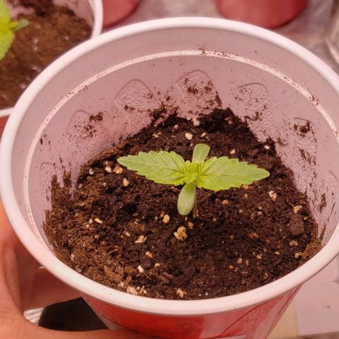 Gorilla Glue growlog timeline photo