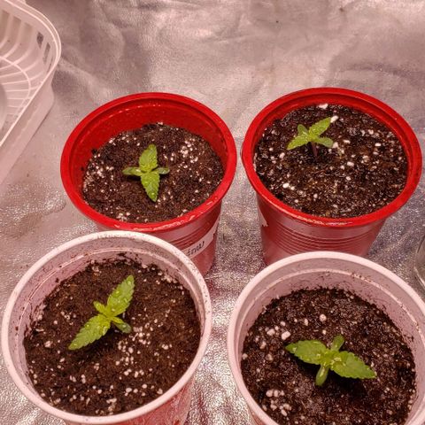 Gorilla Glue growlog photo: Mas tierra y riego