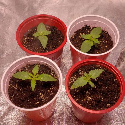 Gorilla Glue growlog timeline photo