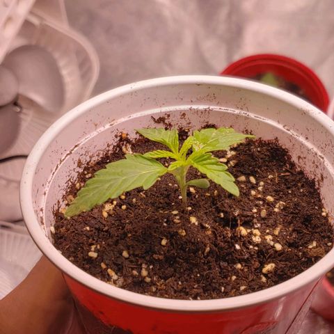 Blueberry growlog timeline photo